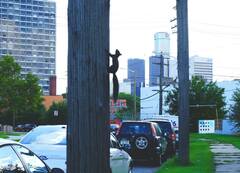 Sciurus carolinensis