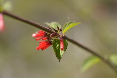 Russelia verticillata