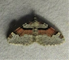 Xanthorhoe labradorensis