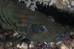 Cephalopholis