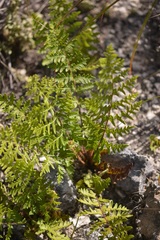 Cheiloplecton rigidum