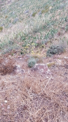 Andryala crithmifolia image