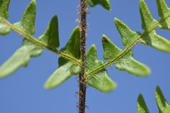 Cheiloplecton rigidum