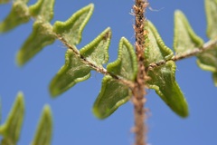 Cheiloplecton rigidum