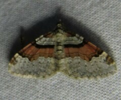 Xanthorhoe labradorensis