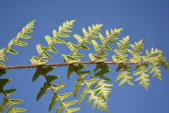 Cheiloplecton rigidum