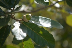 Quercus purulhana
