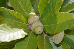 Quercus purulhana