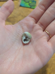 Agathistoma fasciatum