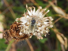 Muschampia lavatherae