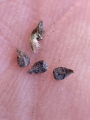 Cryptantha muricata denticulata