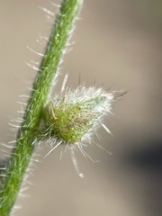 Cryptantha muricata denticulata