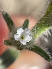 Cryptantha muricata denticulata