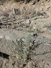 Cryptantha muricata denticulata