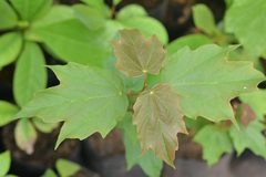 Acer skutchii
