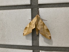 Clanis bilineata