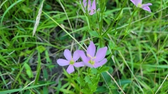 Sabatia angularis
