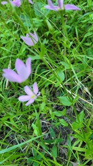 Sabatia angularis