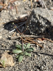 Eriogonum parishii