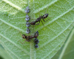 Camponotus cingulatus