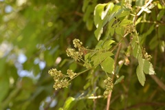 Serjania cardiospermoides