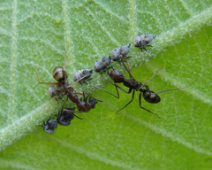 Camponotus cingulatus