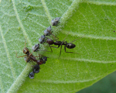 Camponotus cingulatus