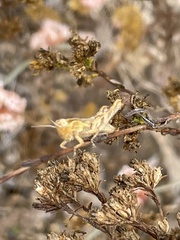 Melanoplus cinereus