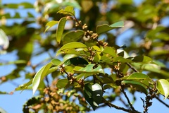 Chrysophyllum mexicanum