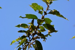 Chrysophyllum mexicanum