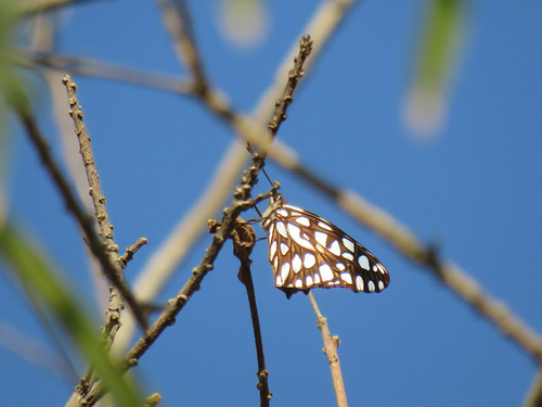 Mexican Silverspot