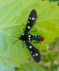 Syntomeida epilais