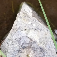 Ischnura gemina