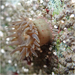 Anthopleura mariae - Photo (c) Julia Markey, some rights reserved (CC BY-NC), uploaded by Julia Markey