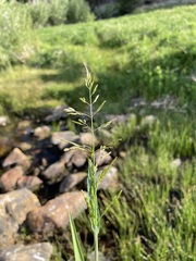 Torreyochloa