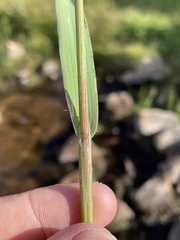 Torreyochloa