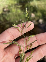 Torreyochloa