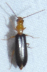 Xanthochroina bicolor