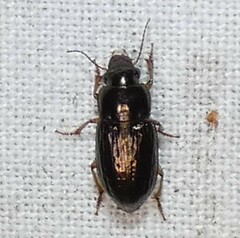 Selenophorus