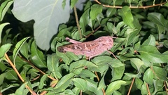 Gastrimargus marmoratus