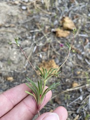 Eriogonum spergulinum