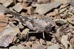 Sphingonotus haitensis