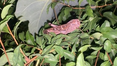 Gastrimargus marmoratus