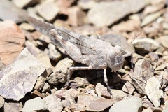 Sphingonotus haitensis