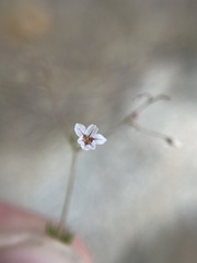 Eriogonum spergulinum