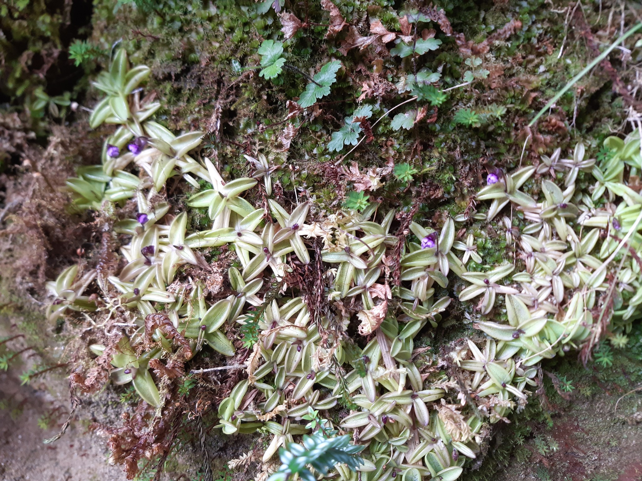 Pinguicula involuta Ruiz & Pav.
