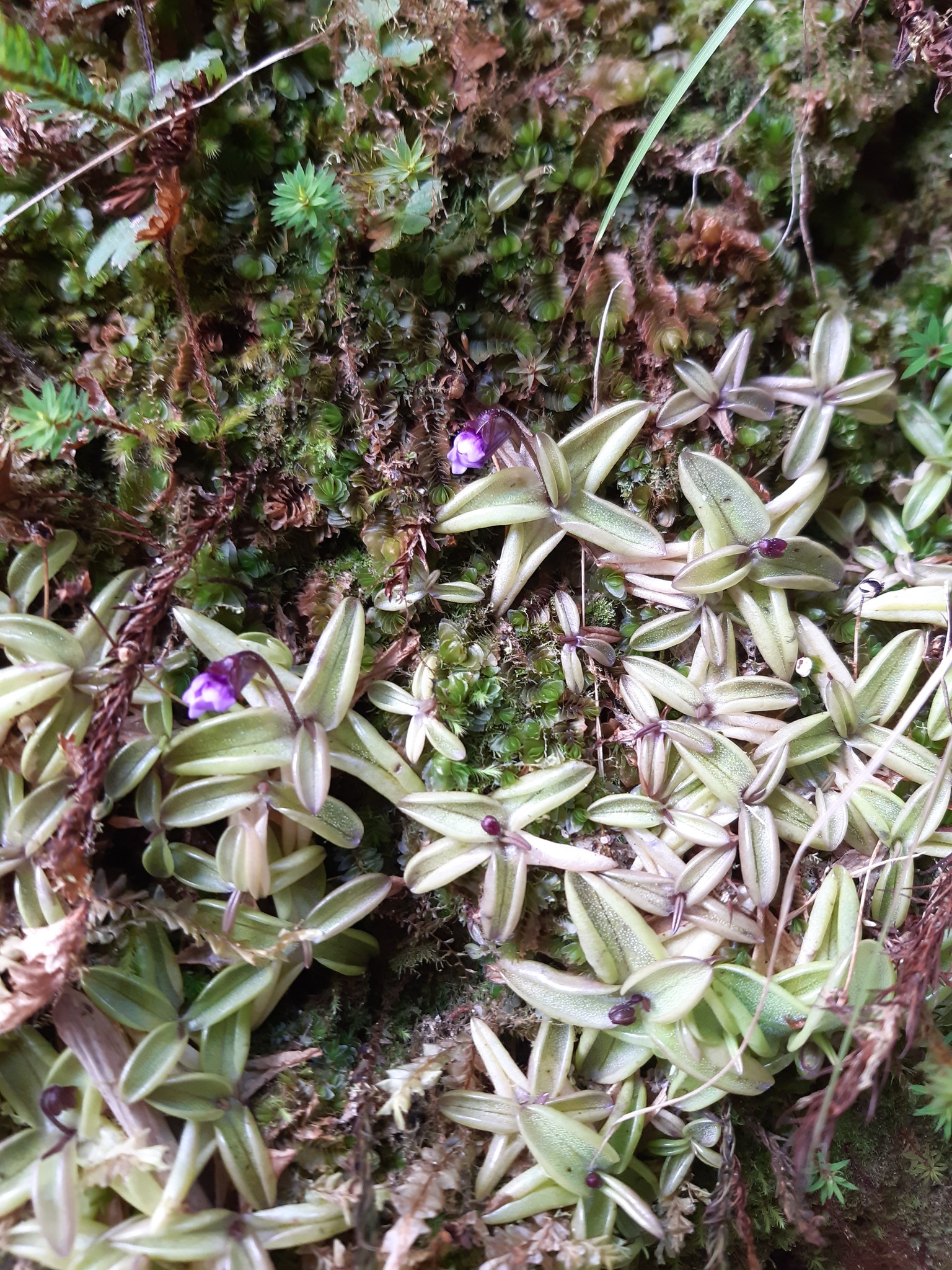 Pinguicula involuta Ruiz & Pav. 2
