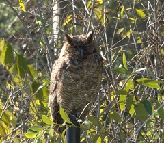 Bubo virginianus nacurutu