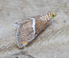 Abegesta remellalis