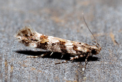 Aristotelia pudibundella